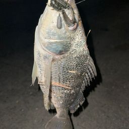 ホシミゾイサキ