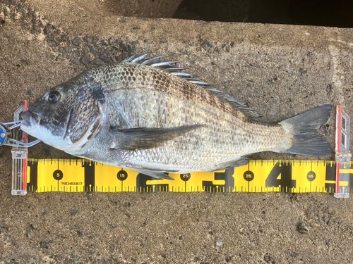 クロダイの釣果