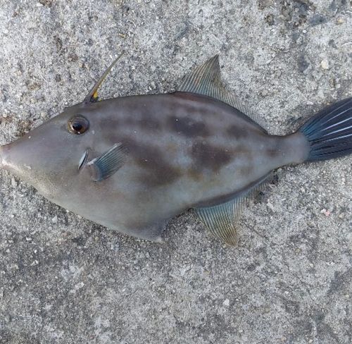 ウマヅラハギの釣果