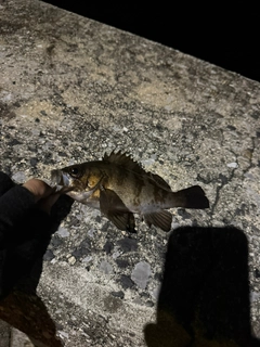 シロメバルの釣果