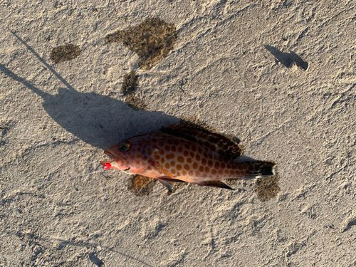 アカハタの釣果