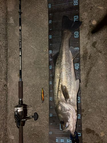 シーバスの釣果