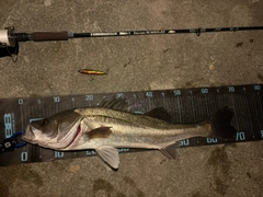 シーバスの釣果