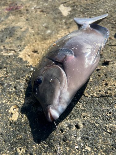 ニザダイの釣果