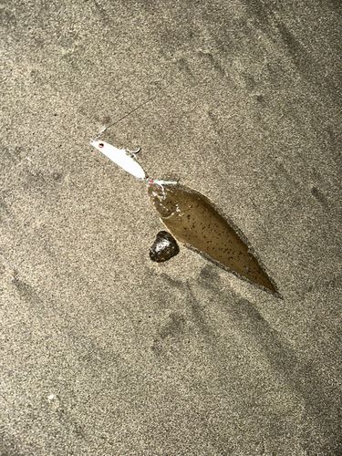 新舞子海岸（富津）