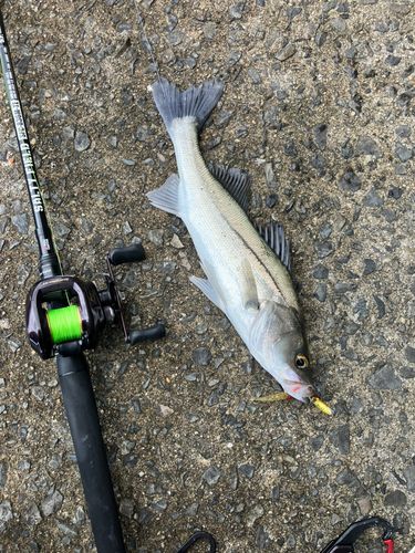 シーバスの釣果