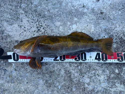 アイナメの釣果