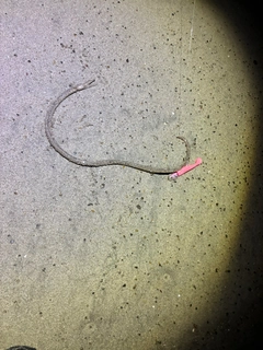 ダイナンウミヘビの釣果