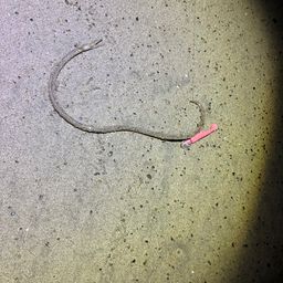 ダイナンウミヘビ