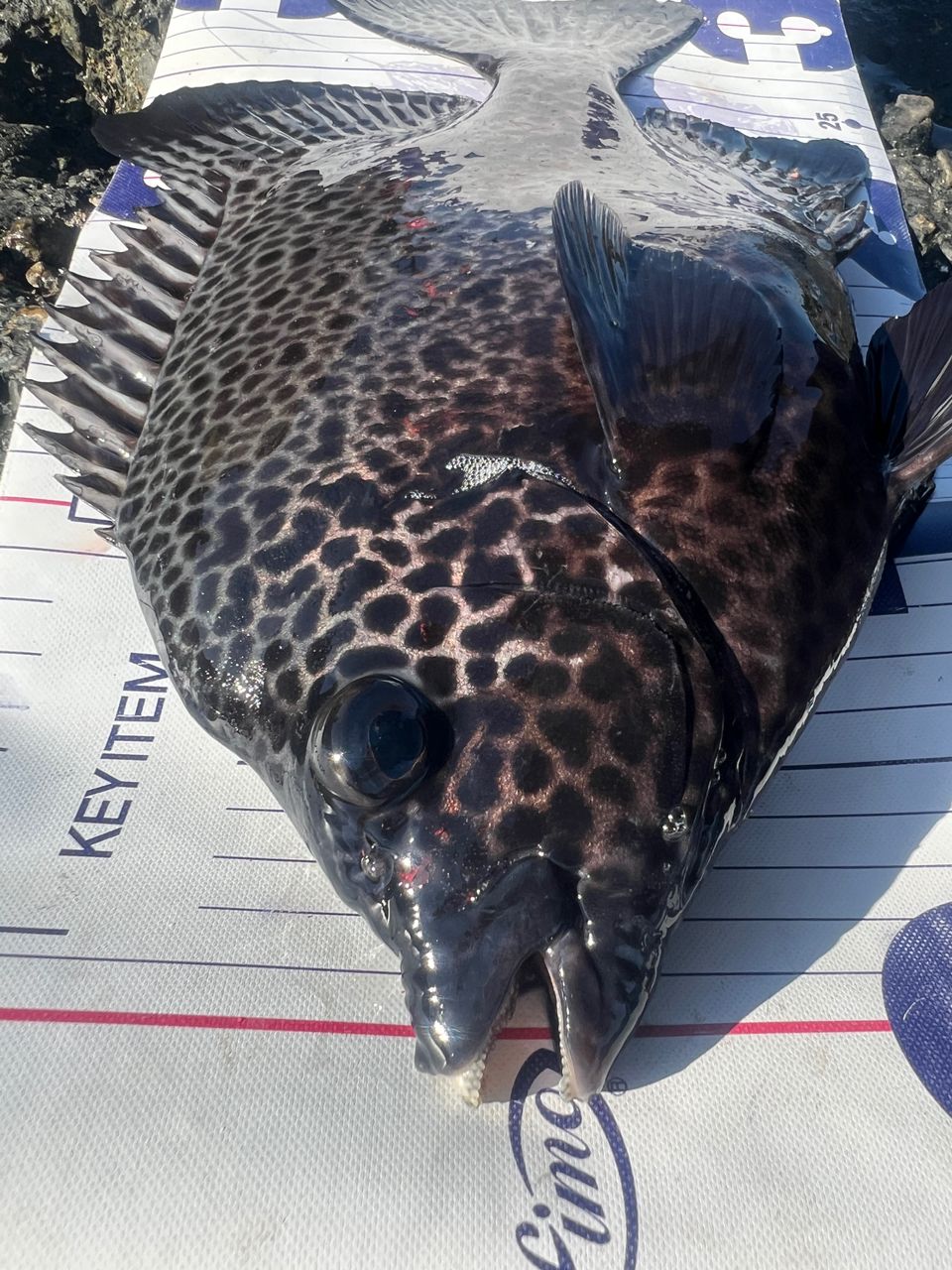 YM in ISLAND SHIKOKUさんの釣果 1枚目の画像