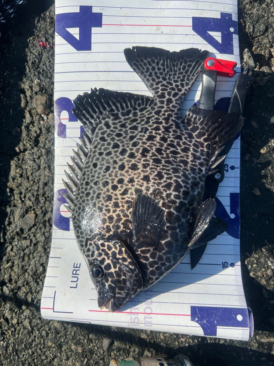 YM in ISLAND SHIKOKUさんの釣果 2枚目の画像