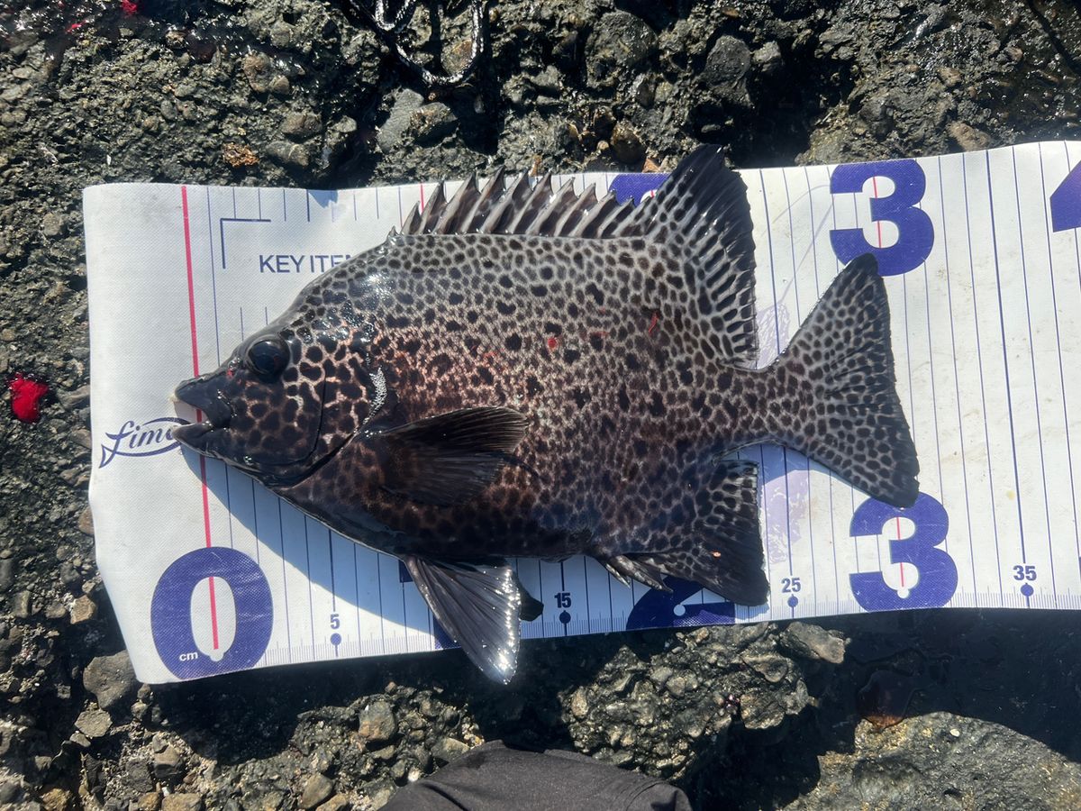 YM in ISLAND SHIKOKUさんの釣果 3枚目の画像