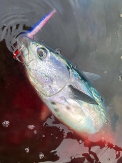 スマガツオの釣果