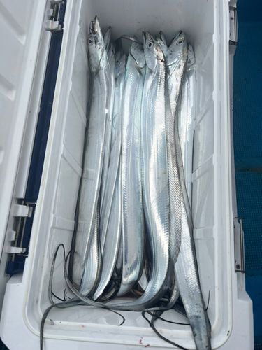 タチウオの釣果