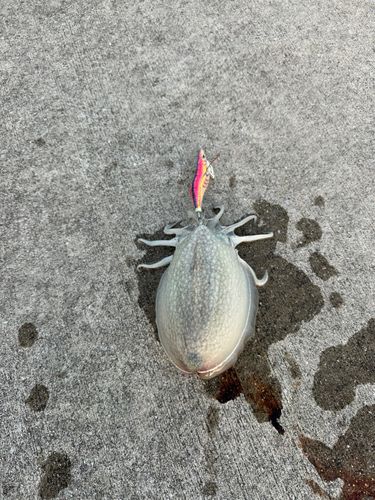 シリヤケイカの釣果