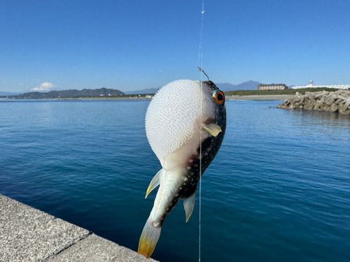 クサフグの釣果