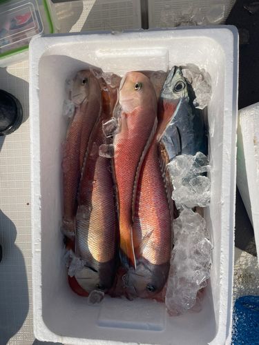 シロアマダイの釣果