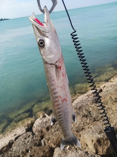オニカマスの釣果