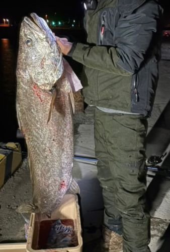 オオニベの釣果