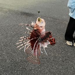 ハナミノカサゴ