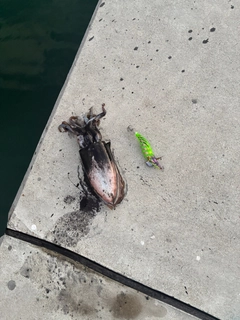 モンゴウイカの釣果