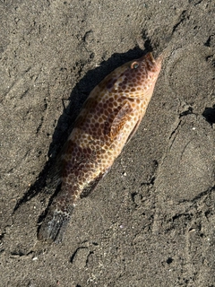 オオモンハタの釣果