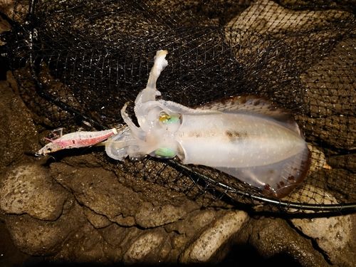 アオリイカの釣果