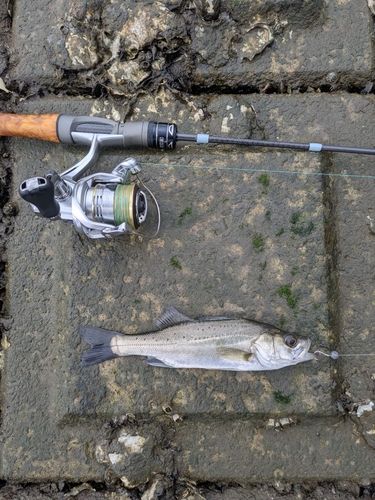 セイゴ（マルスズキ）の釣果