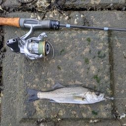 セイゴ（マルスズキ）