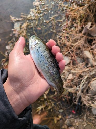 ニジマスの釣果
