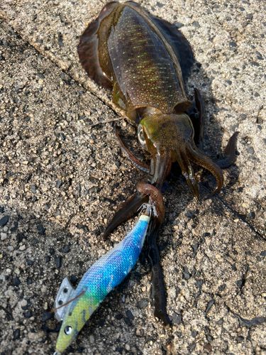 アオリイカの釣果