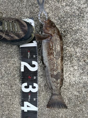 アイナメの釣果