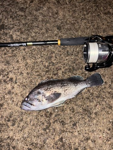 クロソイの釣果