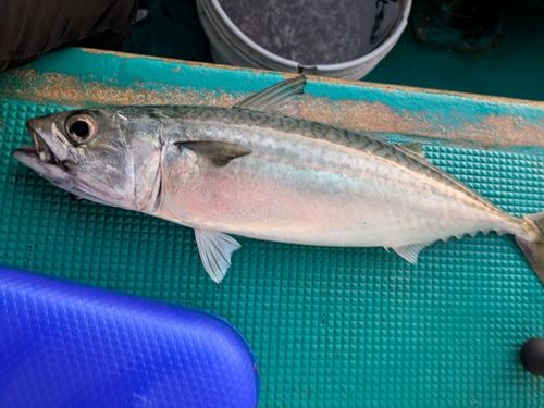 サバの釣果