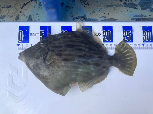 カワハギの釣果