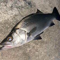 フッコ（ヒラスズキ）