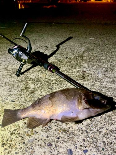 三陸海岸（岩手）