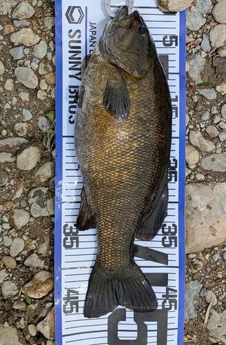 スモールマウスバス