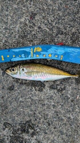 アオアジの釣果