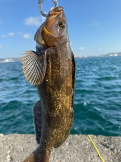 アイナメの釣果