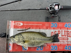 ラージマウスバスの釣果