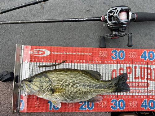ラージマウスバスの釣果