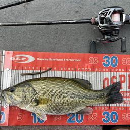 ラージマウスバス