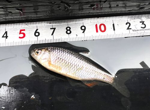 ヤリタナゴの釣果