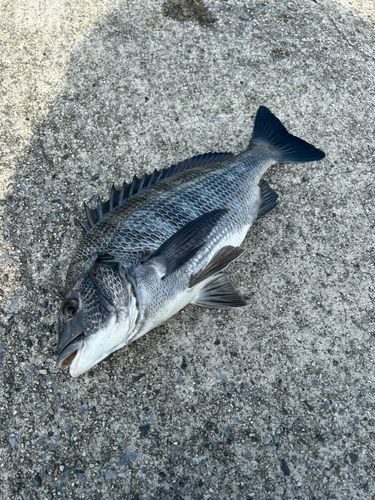 セントレア常滑港前島