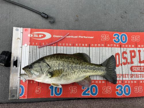 ラージマウスバスの釣果