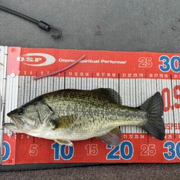 ラージマウスバス