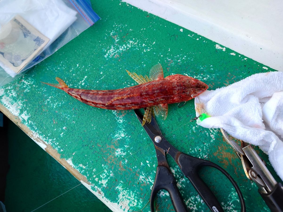 はくさい🎣🐟さんの釣果 1枚目の画像