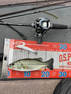 ラージマウスバスの釣果