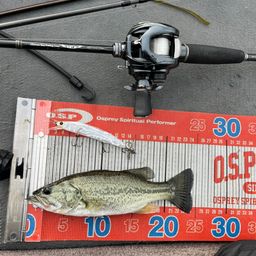 ラージマウスバス